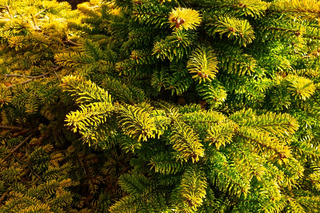 20-evergreen-shrubs-for-a-perfect-garden